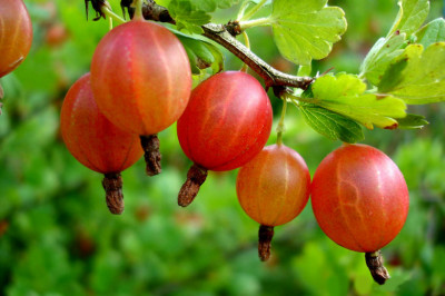 6 любопытных фактов о крыжовнике