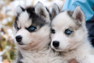 Чем уникальна порода хаски?