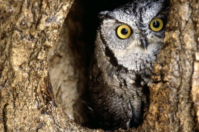 Факты о лесных жителях