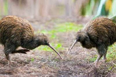 Интересные факты о птицах под названием киви