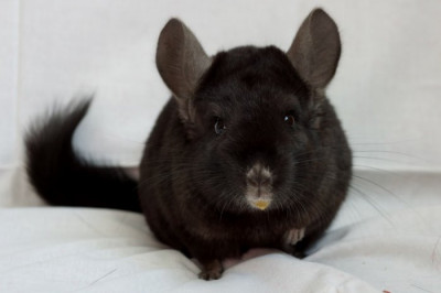 Шиншиллы – ручные друзья