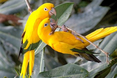 Факты  о попугаях