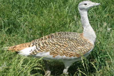 Любопытные факты о дрофе