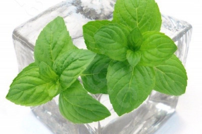 Любопытные факты о ментоле