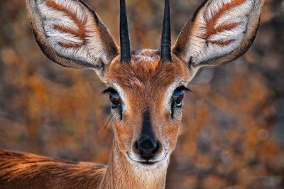 Самые интересные сведения о косулях