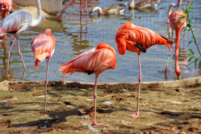 Зачем фламинго стоят на одной ноге?