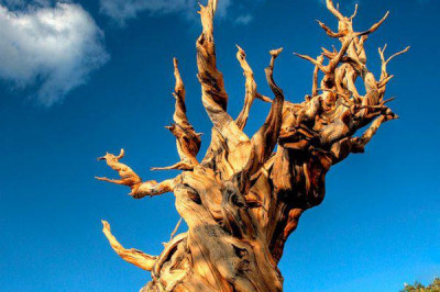 7 поразительных фактов о деревьях