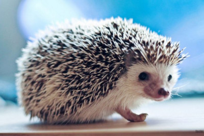 Интересные факты о ежах