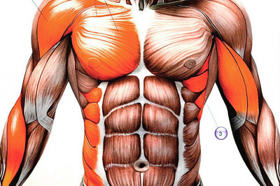 Некоторые факты о мышцах человека