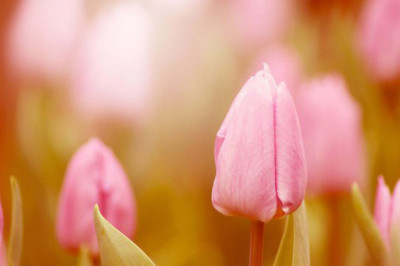 Почему цветы на ночь закрываются?