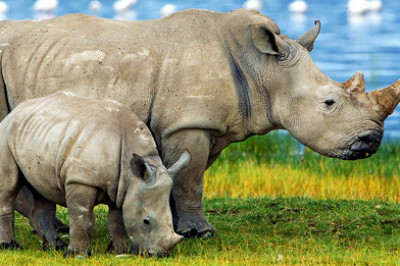 10 фактов о носорогах