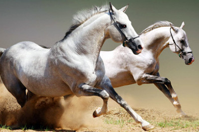 Факты о лошадях