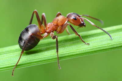 Удивительные факты о муравьях