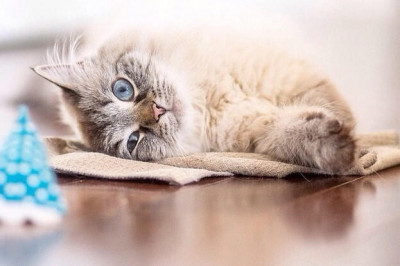 Мифы о кошках