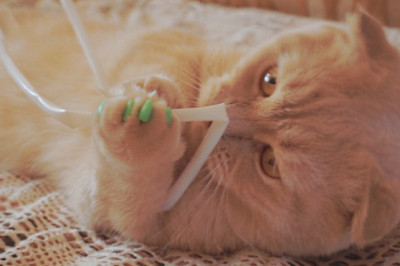  Лайфхаки для котов