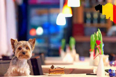 Любопытные факты о Бельгии