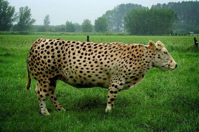  Смешные факты