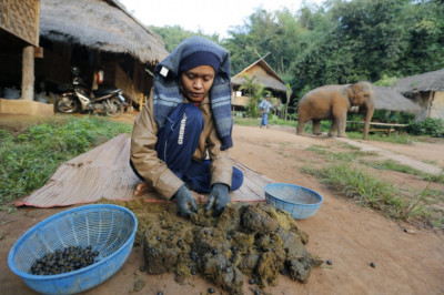 Что такое Black ivory ?