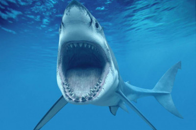 Что хранится в желудке акулы?