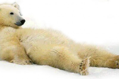 Любопытные факты о лени