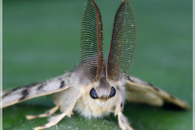 Интересные факты о шелке