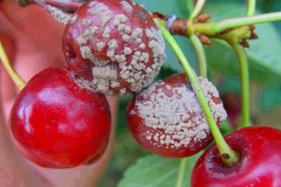 Что такое серая гниль?