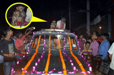 Обезьянья свадьба