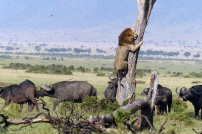 Спасение льва