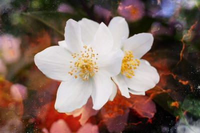 10 фактов о жасмине