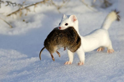 Факты о горностае