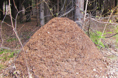 Факты о муравейниках