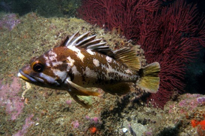 Интересные сведения о морских окунях