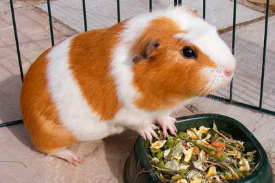 Интересные сведения о морских свинках