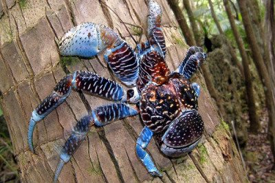 Любопытные факты о кокосовом раке