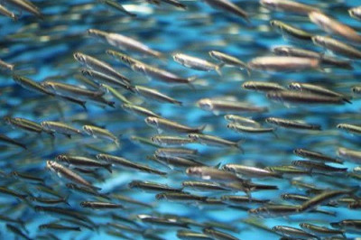 Познавательные факты о анчоусах