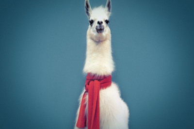 Чем интересны ламы?