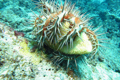 Кто такие акантастеры?