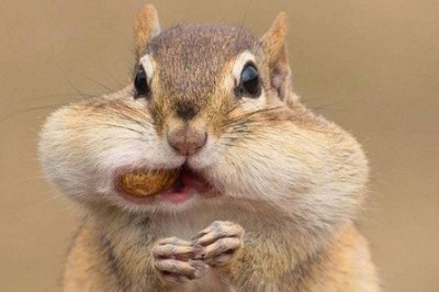 Чем интересны бурундуки?