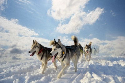 Факты о хаски