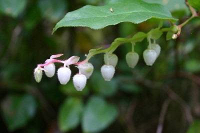 Интересные сведения о салале