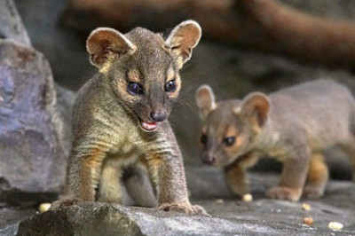 Кто такие фоссы?