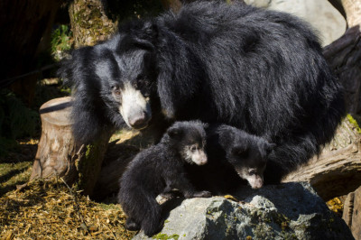 Кто такой губач?