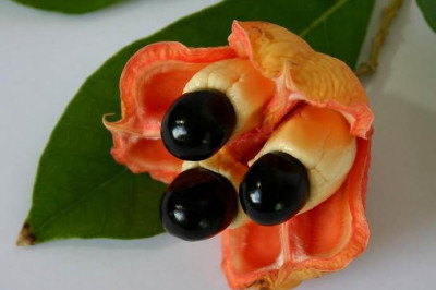 Чем опасен фрукт под названием аки?