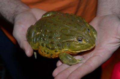 Чем опасна африканская роющая лягушка?