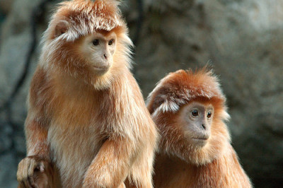 Кто такие лангуры?