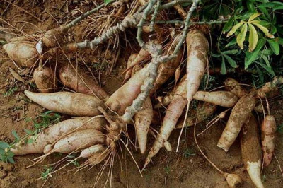 Опасная еда,угрожающая здоровью и жизни