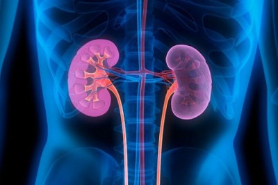 Какие привычки «убивают» почки?