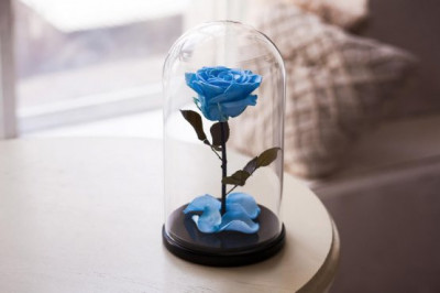 Цветы в вакууме