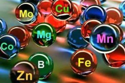 Каков химический состав человека?