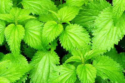 Особенности крапивы